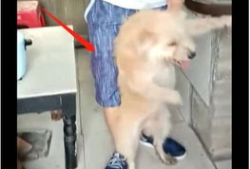 虐狗视频,揭开残忍背后的黑暗面