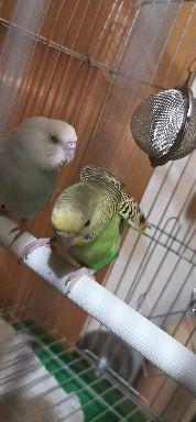 虎皮鹦鹉视频,视频中的可爱瞬间回顾